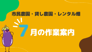 【市民農園】オバケキュウリで収穫量を減らさないで！ 